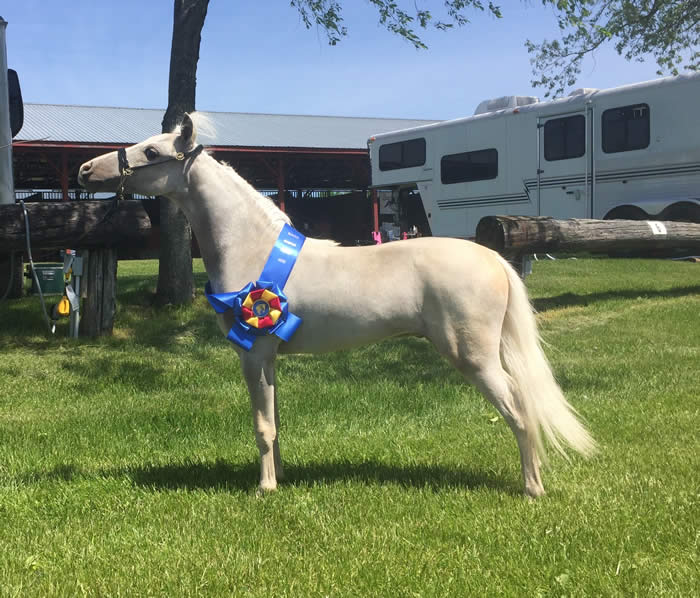 Frost Hill Farm MiniaturesGeldings