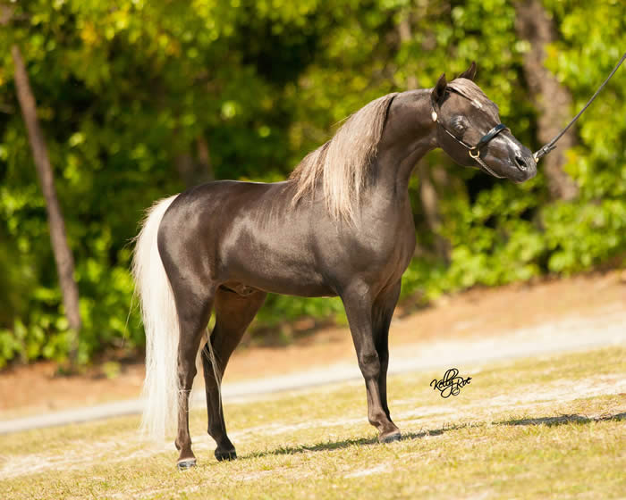 stallion for sale