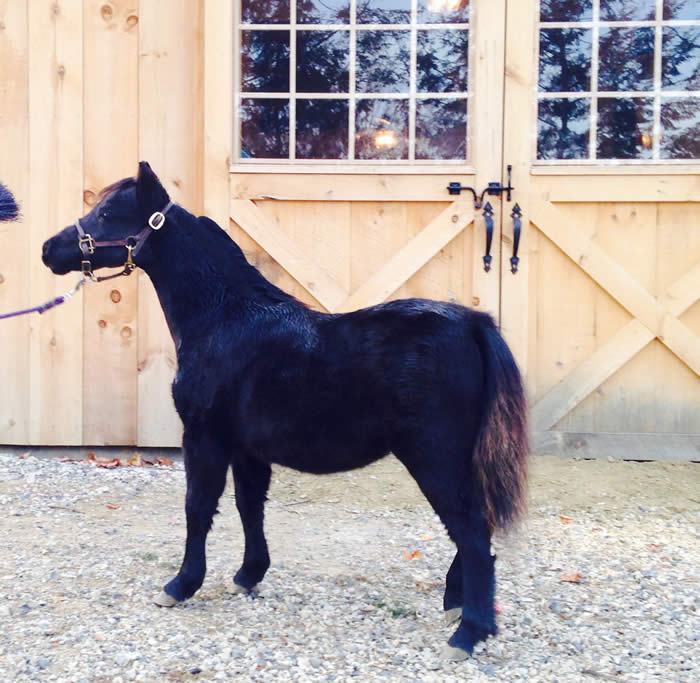 Frost Hill Farm MiniaturesStallions