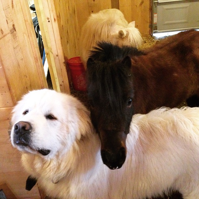 Frost Hill Farm Miniature Horses
