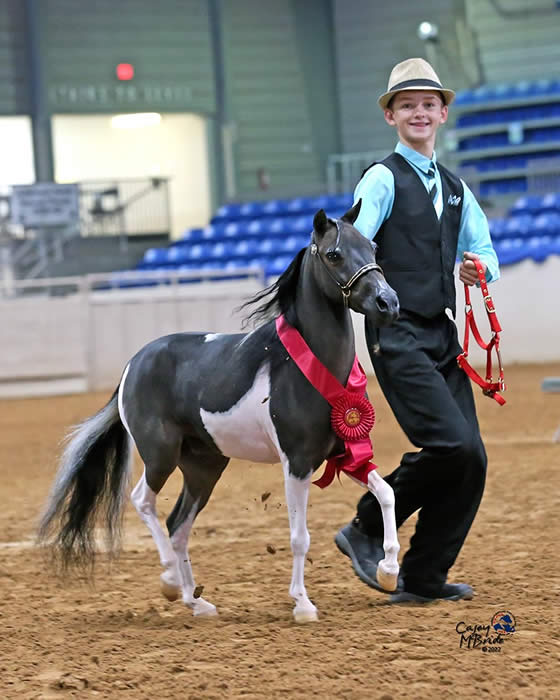 Frost Hill Farm Miniatures for Sale