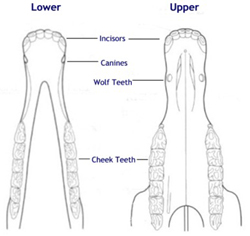 miniature teeth