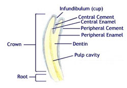 Miniature tooth composition