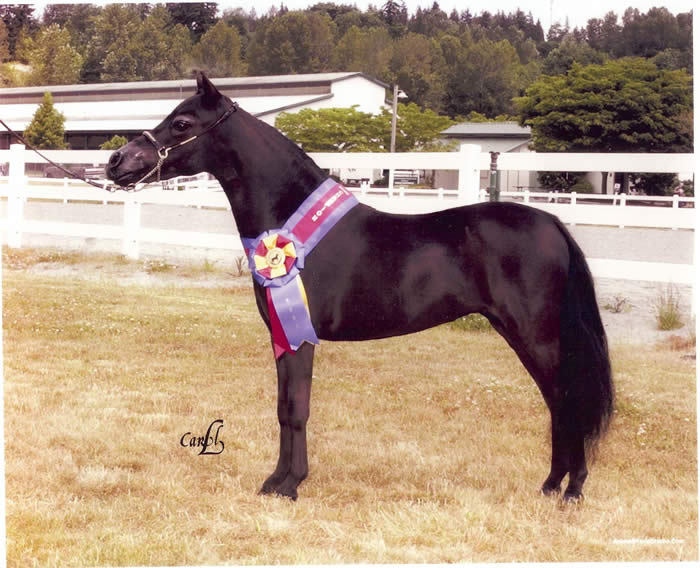 Investment Farms Mercedes Western Regional Champion